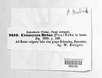 Uromyces betae image